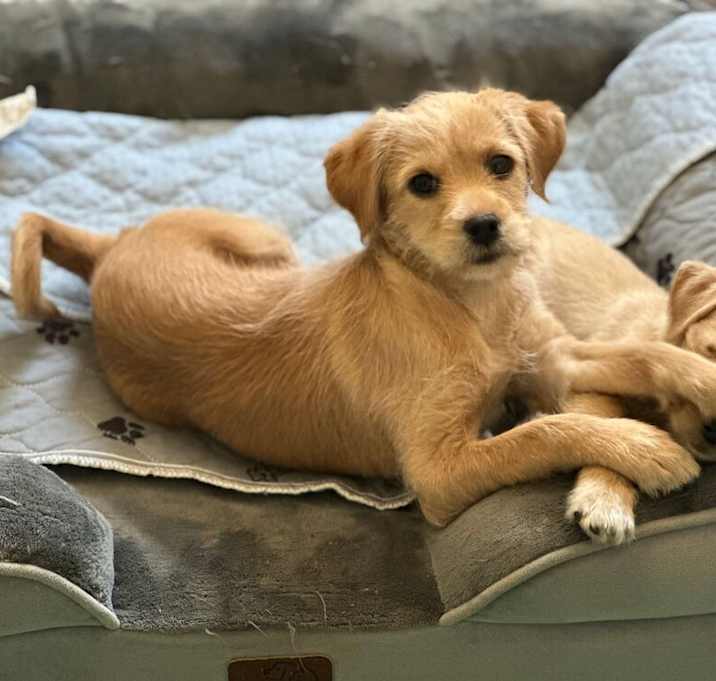Photo of Cinnamon