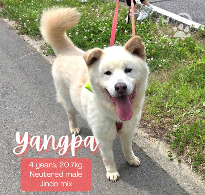 Photo of Yangpa