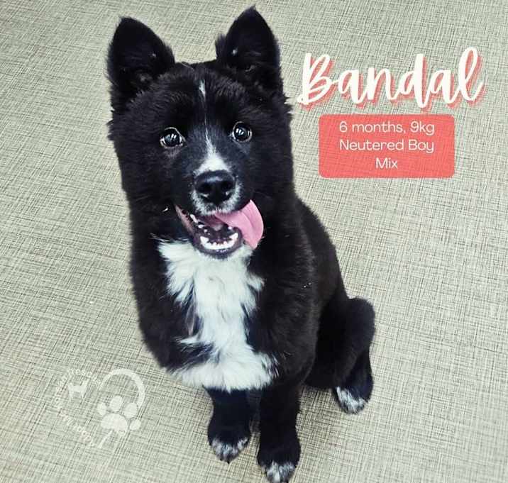 Photo of Bandal