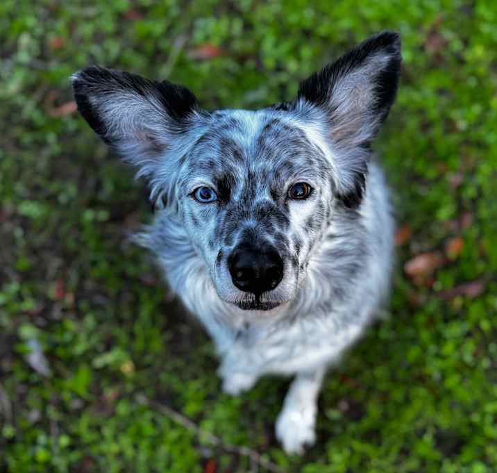 Photo of Sully