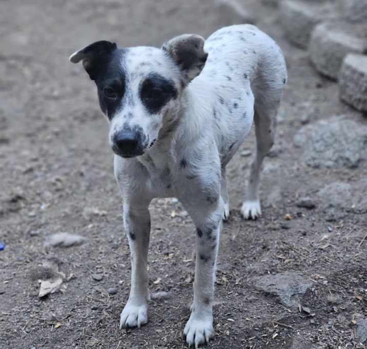 Photo of Xena