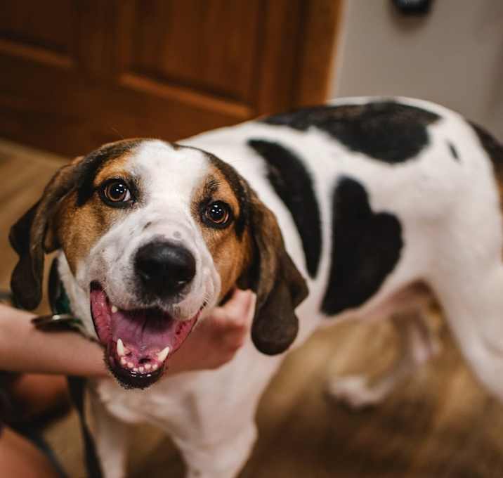 Photo of Boone
