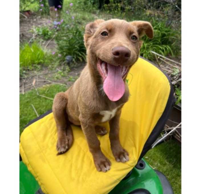 Photo of Evie May pup 4