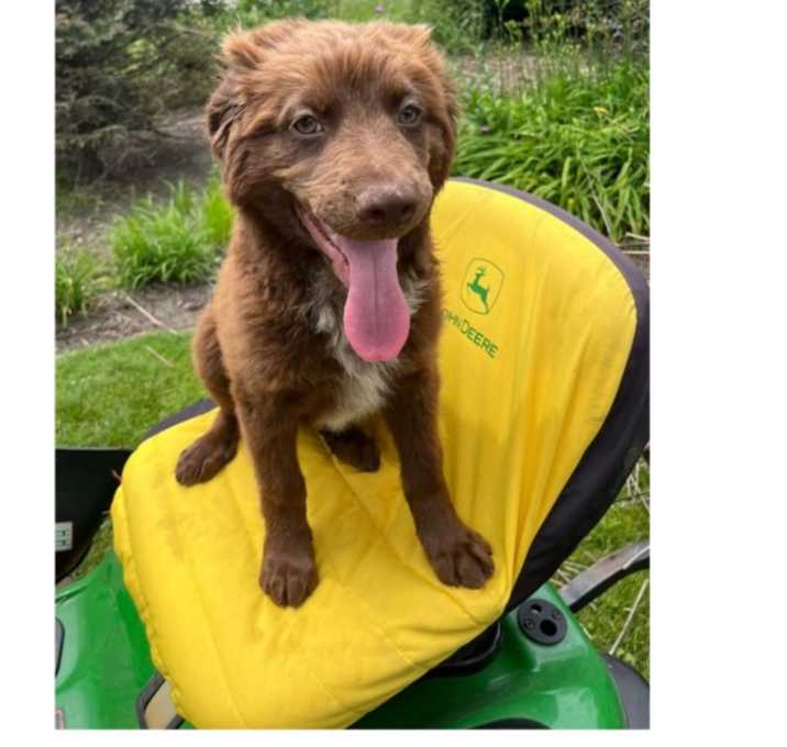 Photo of Boone May pup 3