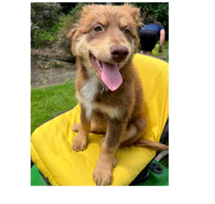 Photo of Hazel May pup 2
