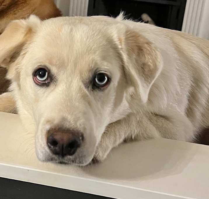 Photo of Lady