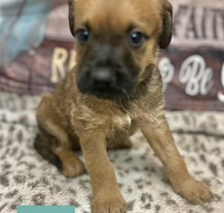 Photo of Bob Adoption Pending