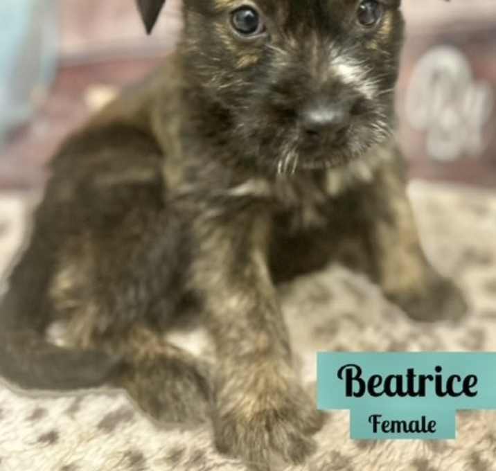 Photo of Beatrice meet me 6/28