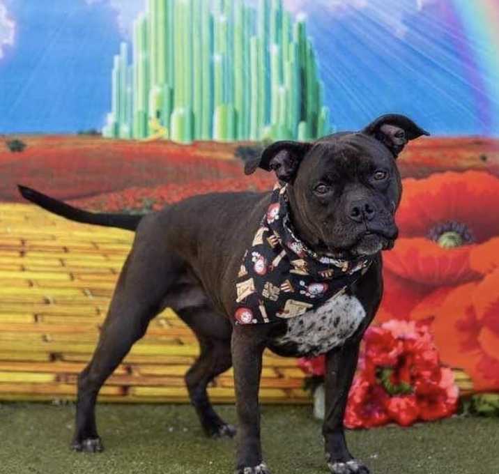 Photo of Ruby