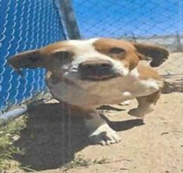 Photo of Pumpkin (Thelma) (A116377)