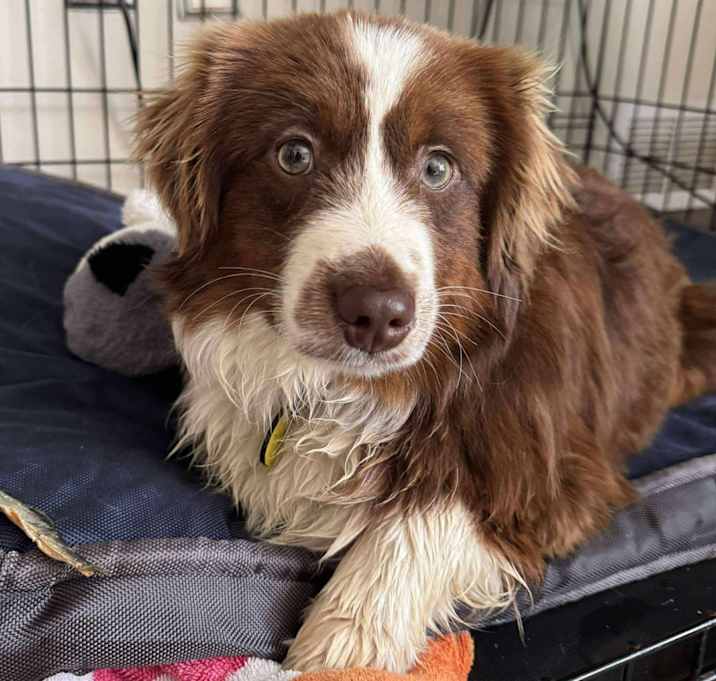 Photo of Dodger