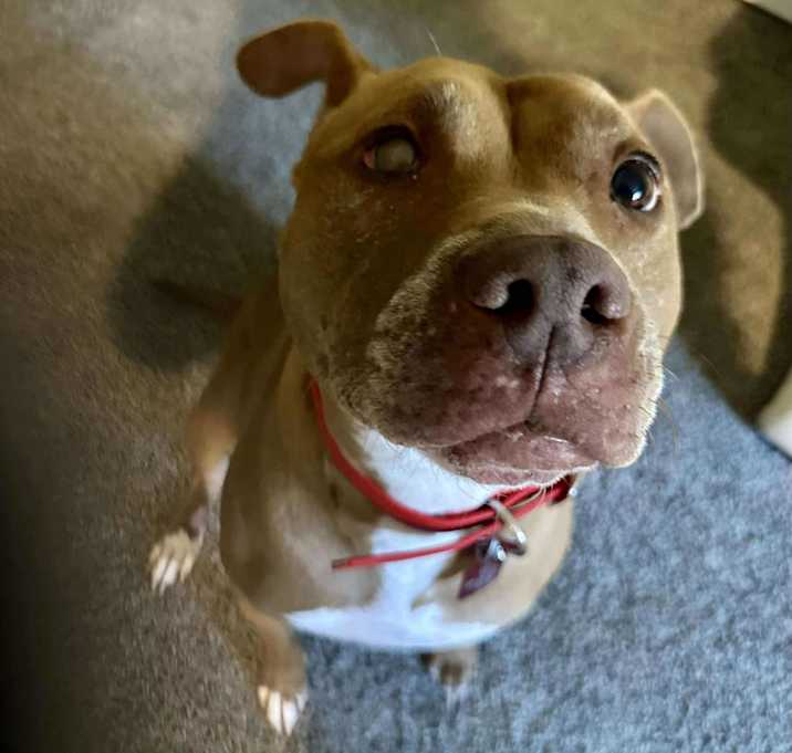 Photo of Lady