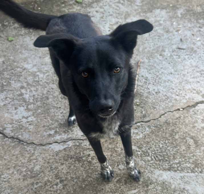 Photo of Buddy