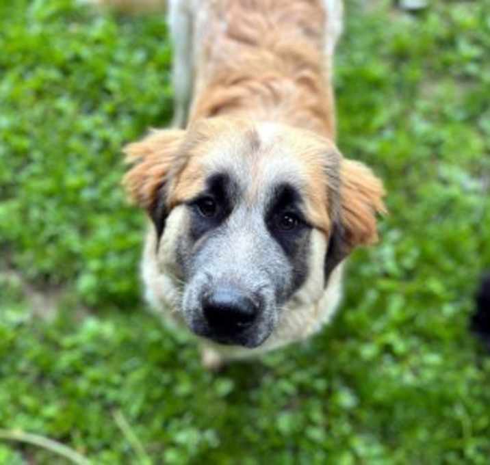 Photo of Roscoe
