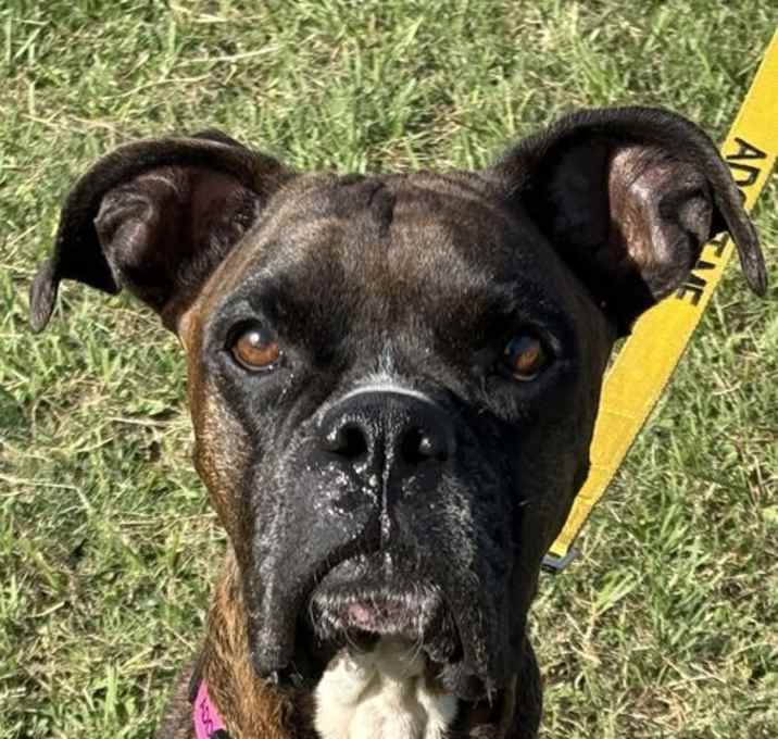 Photo of BELINDA