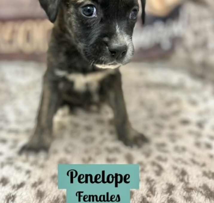Photo of Penelope meet me 6/28