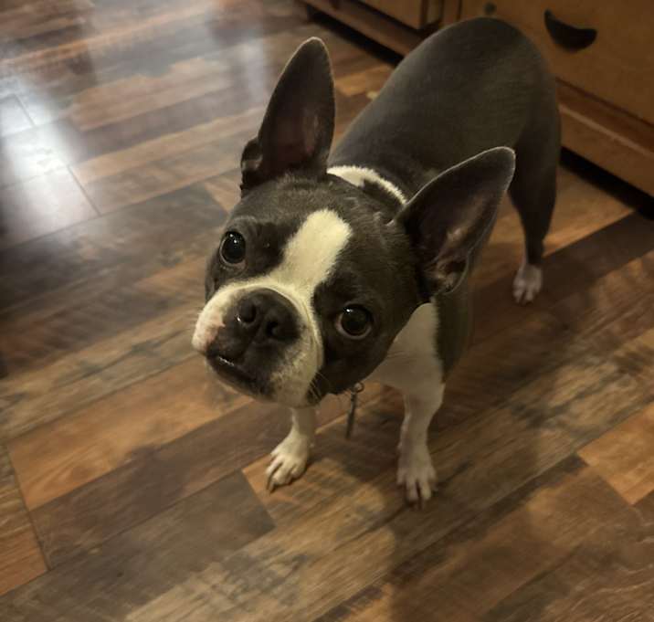 Photo of Indie