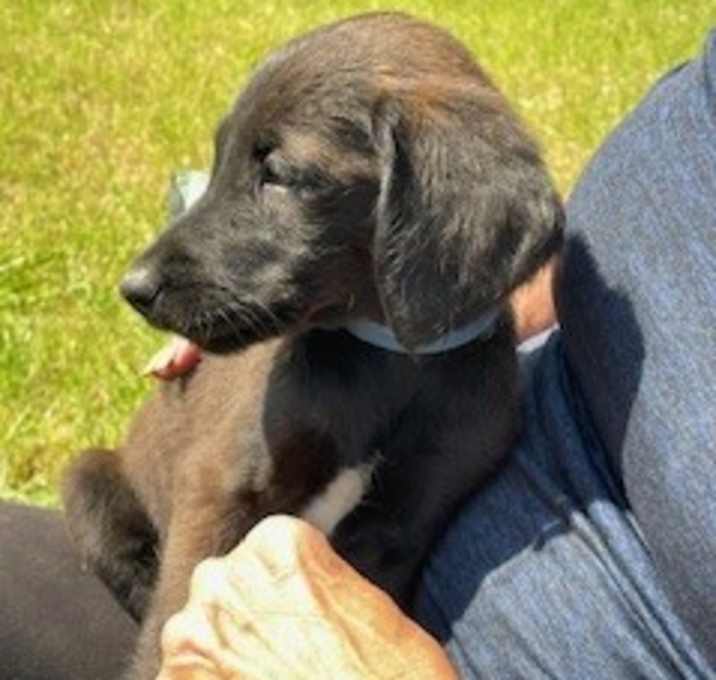 Photo of Hershey