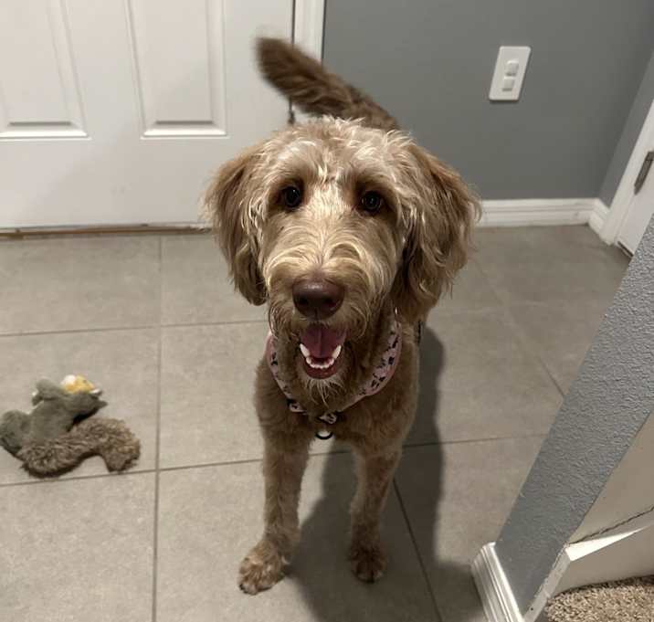 Photo of Cocoa