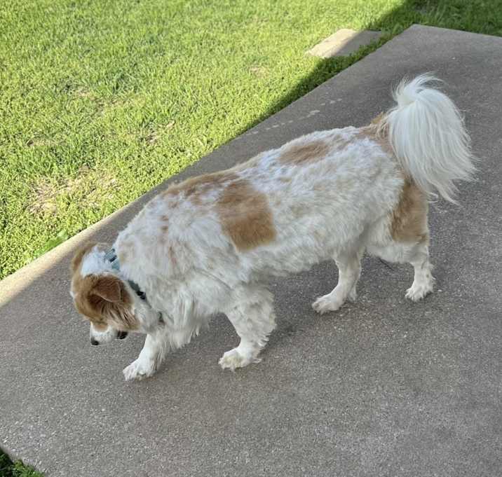 Photo of Bella
