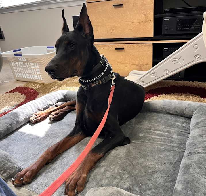 Photo of Hollywood (woody)