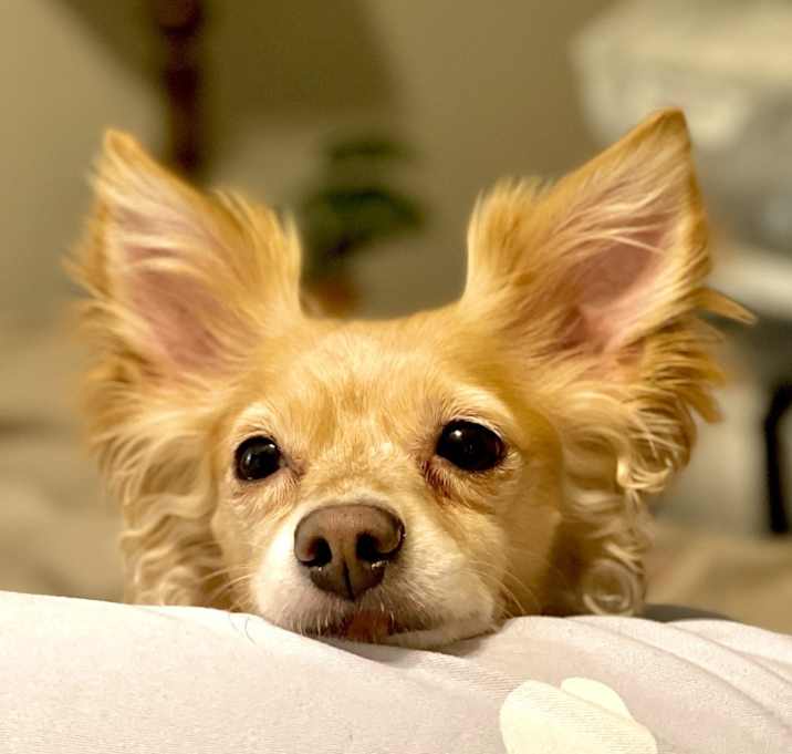 Photo of Foxy