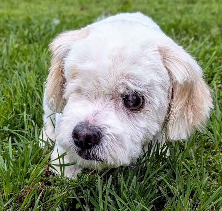 Photo of Buttercup