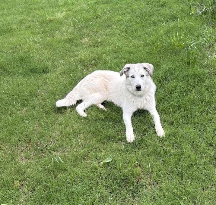 Photo of Ollie