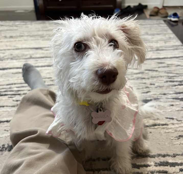 Photo of Nilla