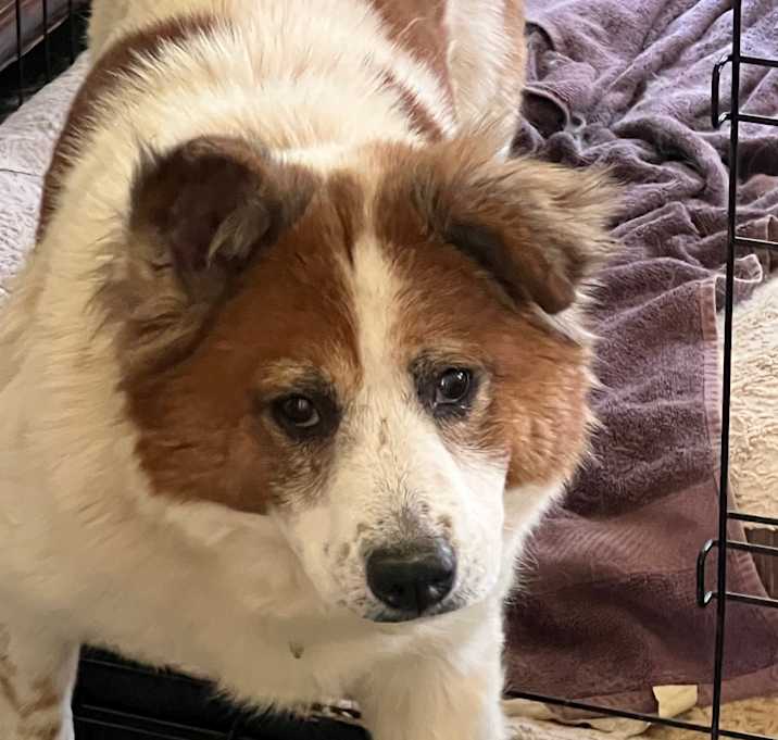 Photo of Cookie 