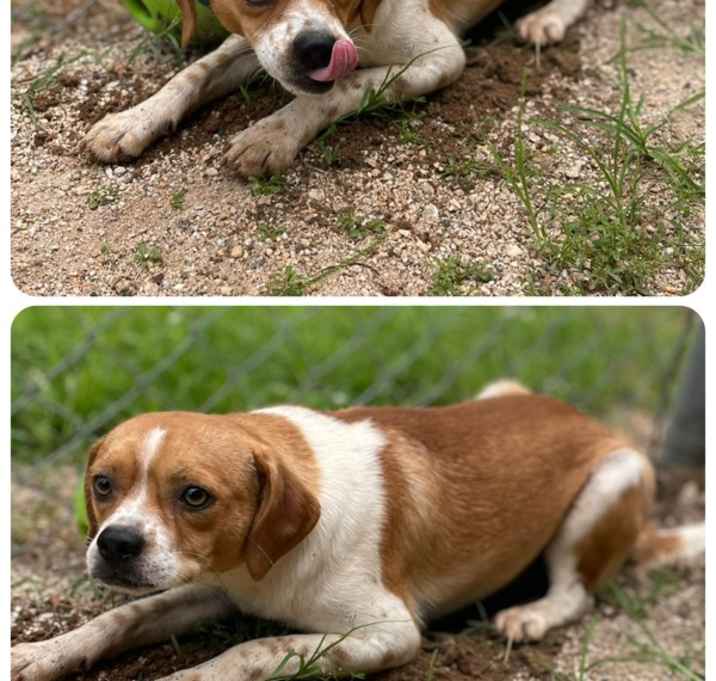 Photo of Buddy