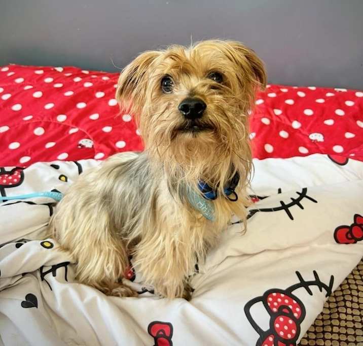 Photo of Brody