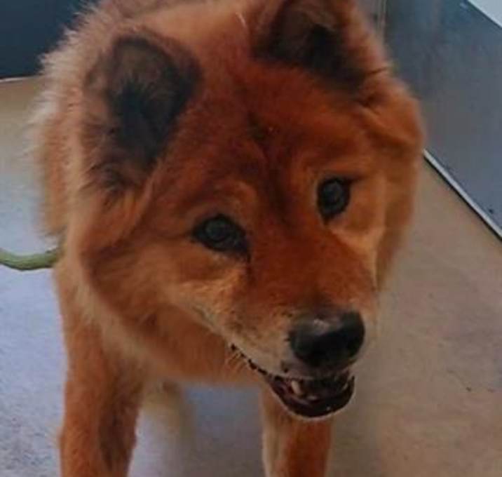 Photo of KING SIMBA