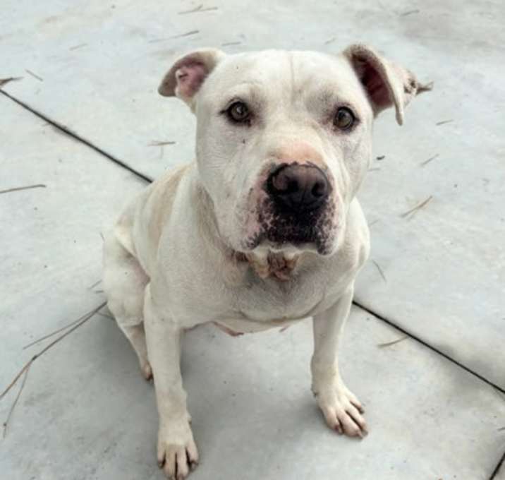 Photo of Marshmallow 25-D0288 HW+