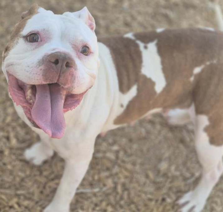 Photo of CHUNKY