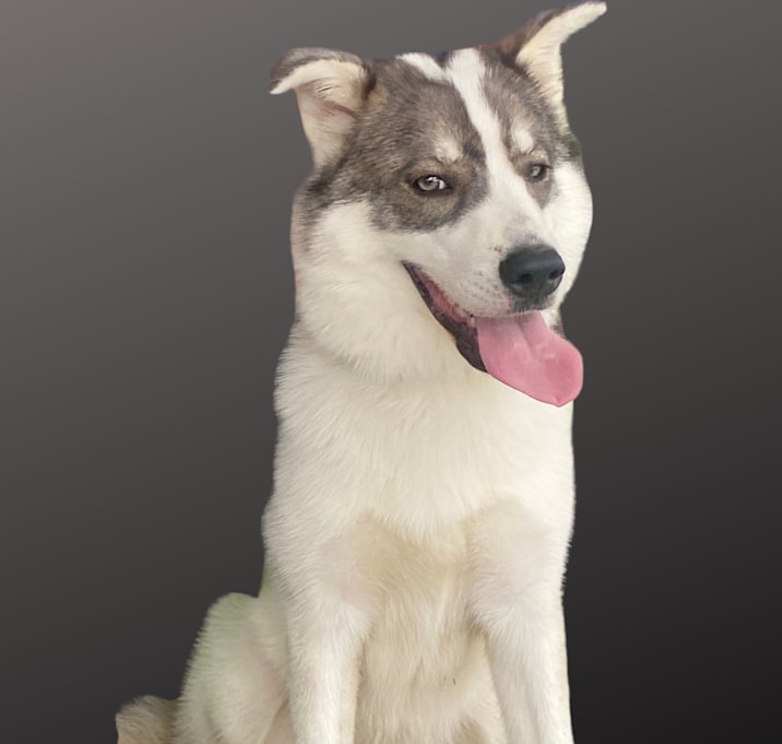 Photo of Luna