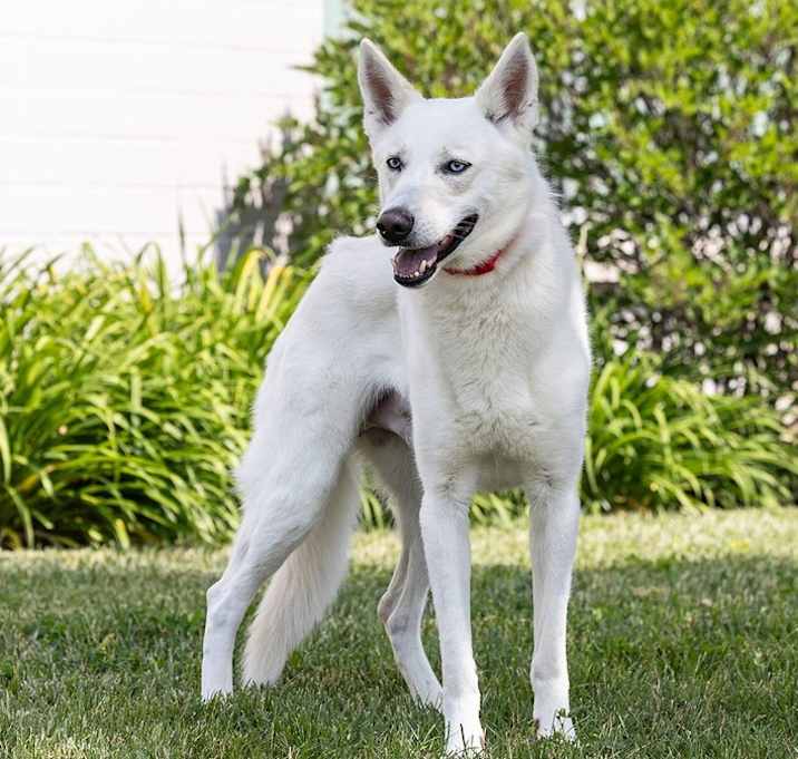 Photo of Balto