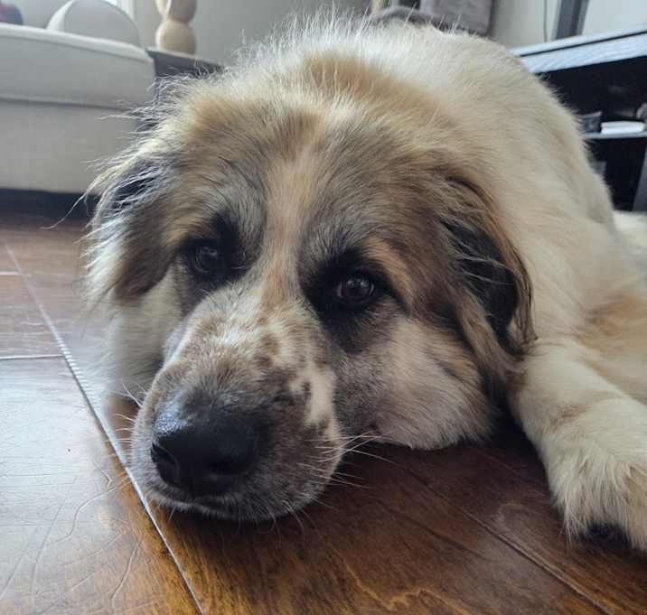 Photo of Daisy