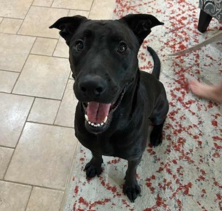 Photo of Archie