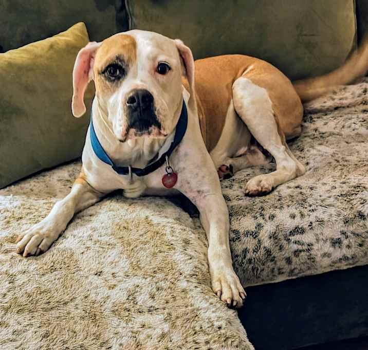 Photo of Bull