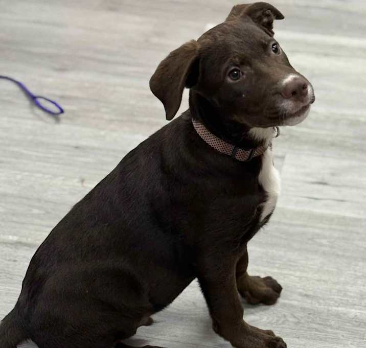 Photo of FUDGE/URGENT