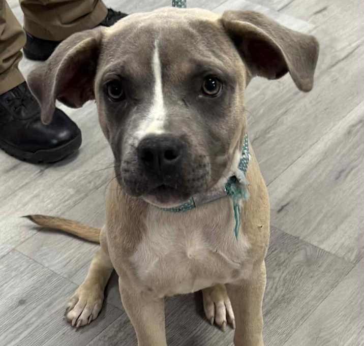 Photo of RUBY/URGENT