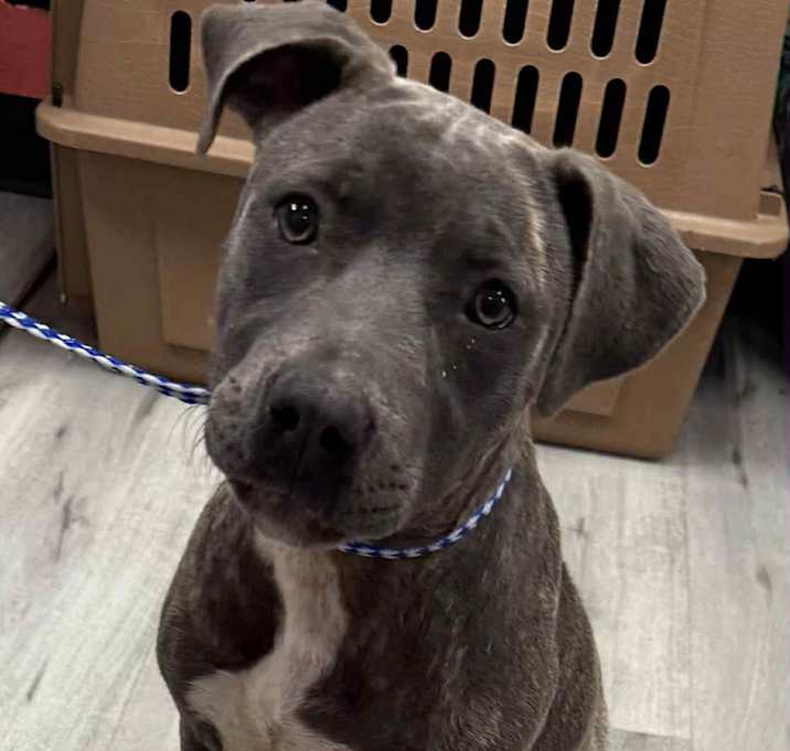 Photo of SAPHIRE/URGENT