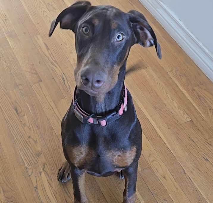 Photo of Dushka