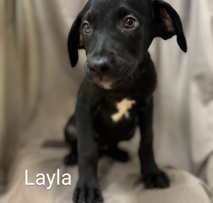 Photo of Layla