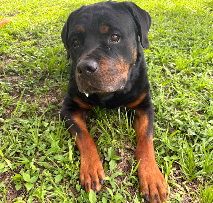 Photo of Dozer