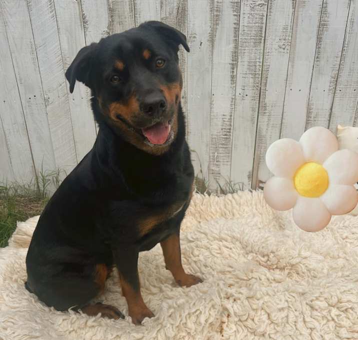 Photo of Cookie
