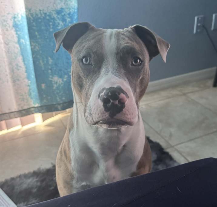 Photo of Milo