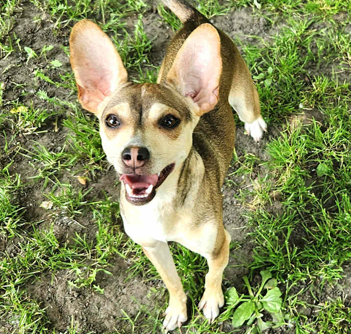 Photo of Bambi