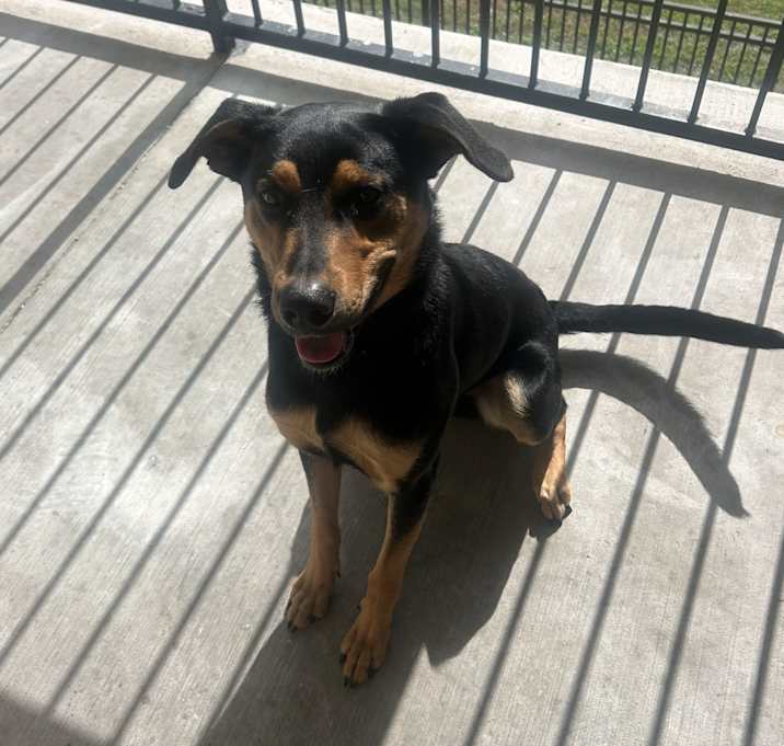 Photo of Ace